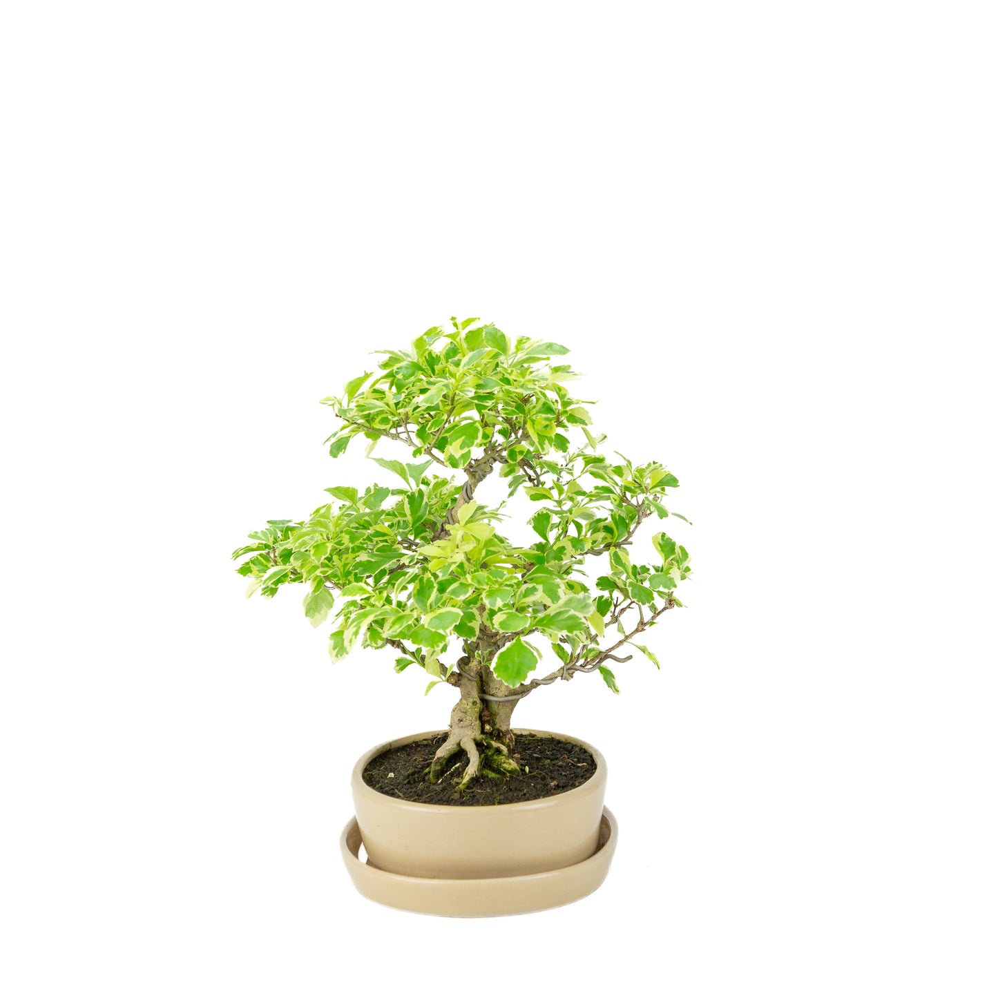 Durantha repens 'Variegata' Bonsai in crème ovale pot 21cm, hoogte ~33cm