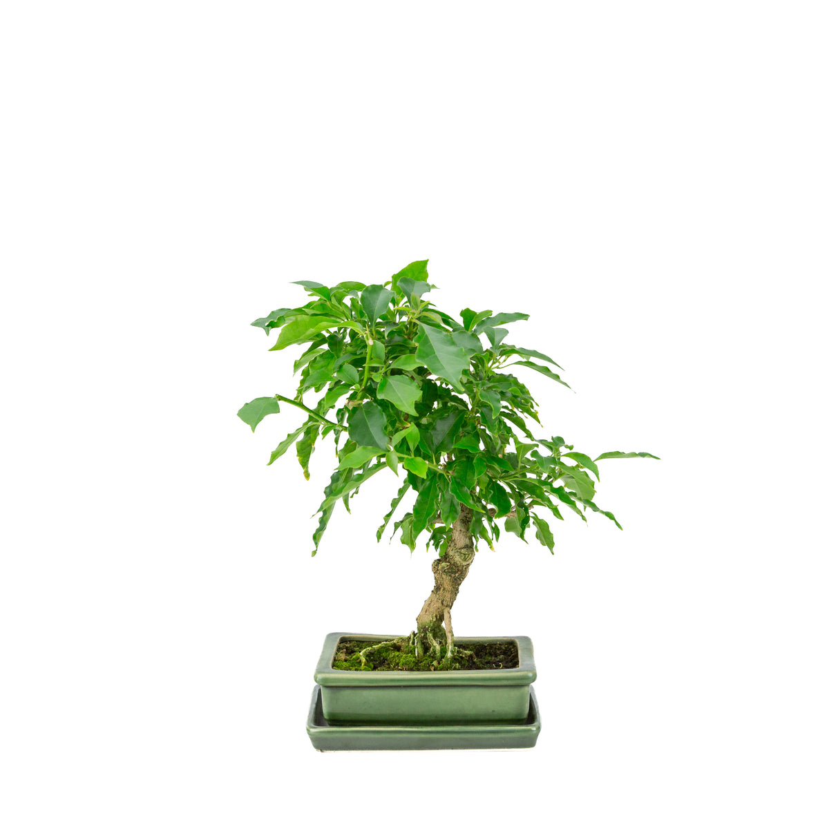 Bougainvillea glabra groene rechthoekige pot, hoogte ~33cm