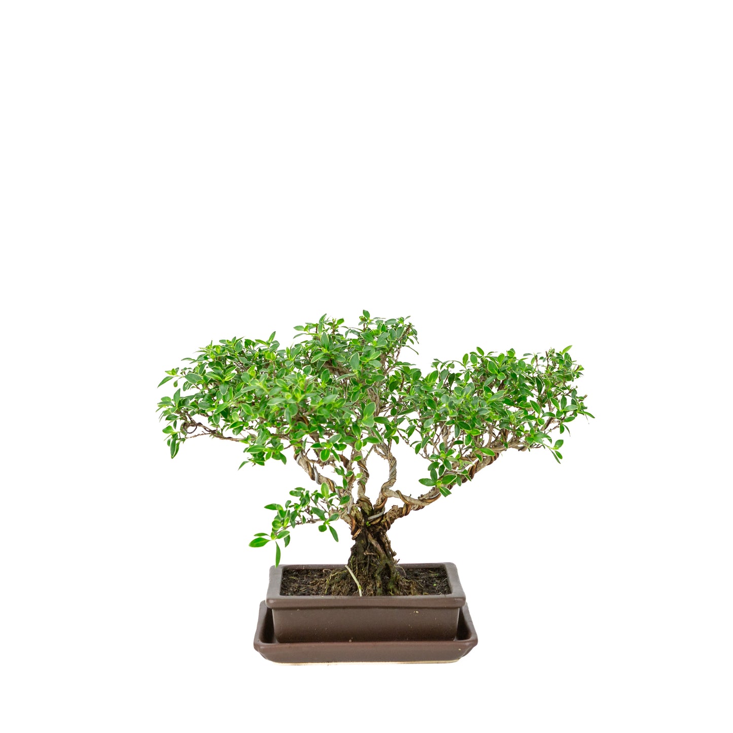 Serissa foetida (Boom van Duizend Sterren) Bonsai in bruine rechthoekige pot, hoogte ~26cm
