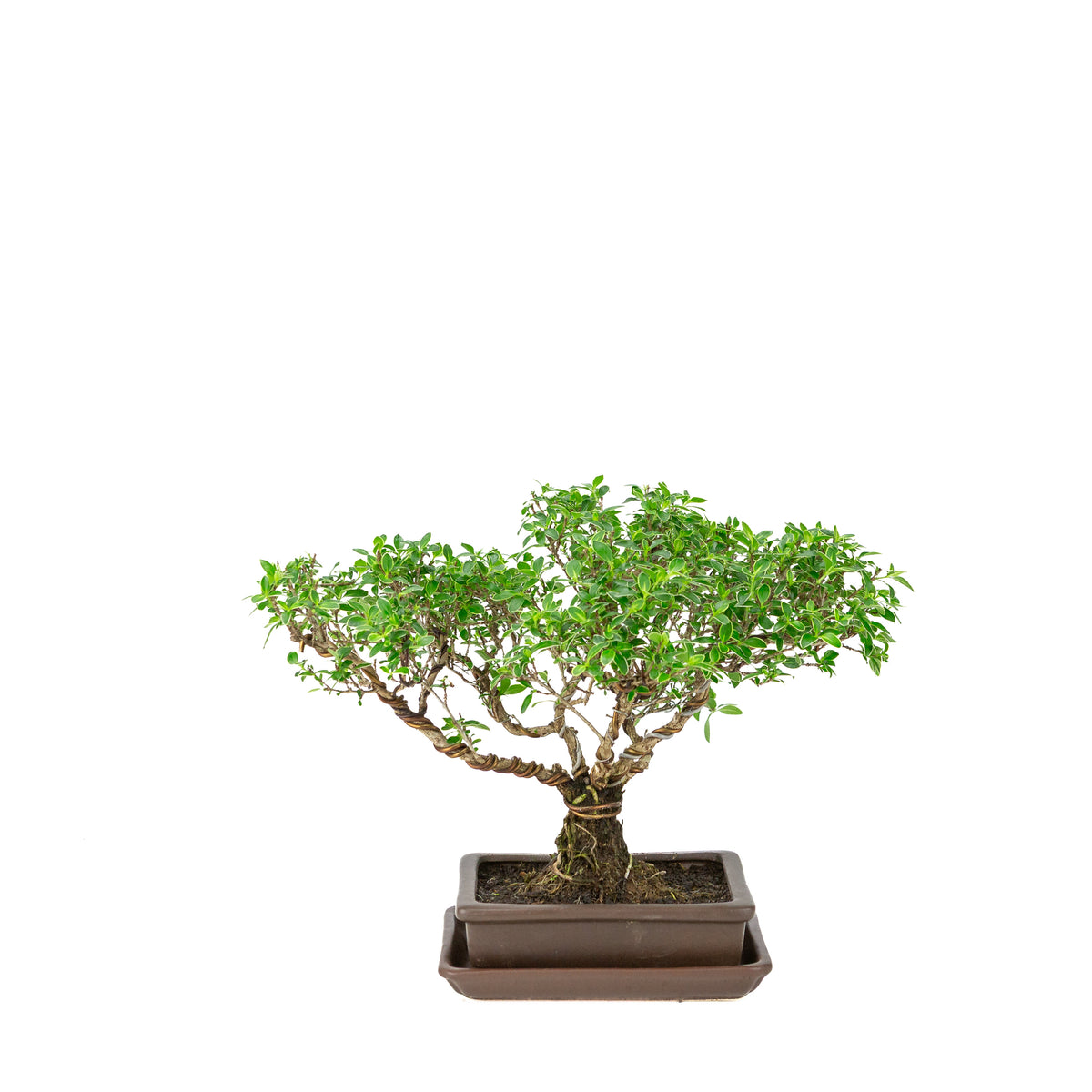 Serissa foetida (Boom van Duizend Sterren) Bonsai in bruine rechthoekige pot, hoogte ~26cm