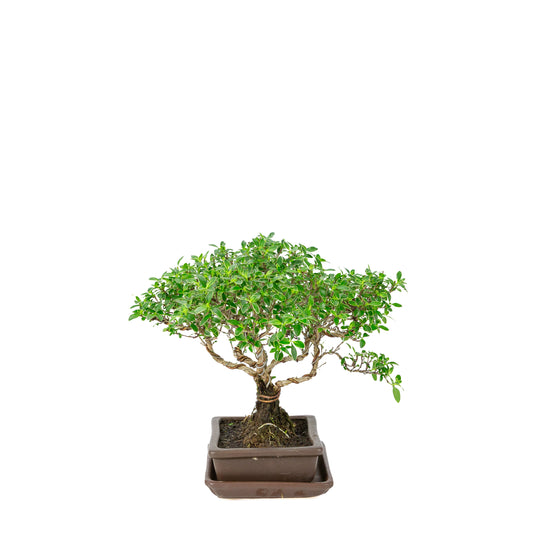 Serissa foetida (Baum der Tausend Sterne) Bonsai in brauner rechteckiger Schale, Höhe ~26cm