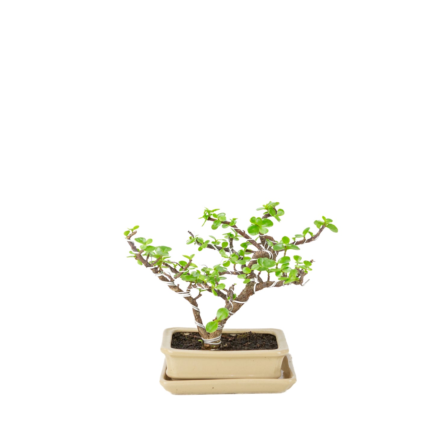Portulacaria afra (Spekboom) Bonsai in crème rechthoekige pot, hoogte ~22cm