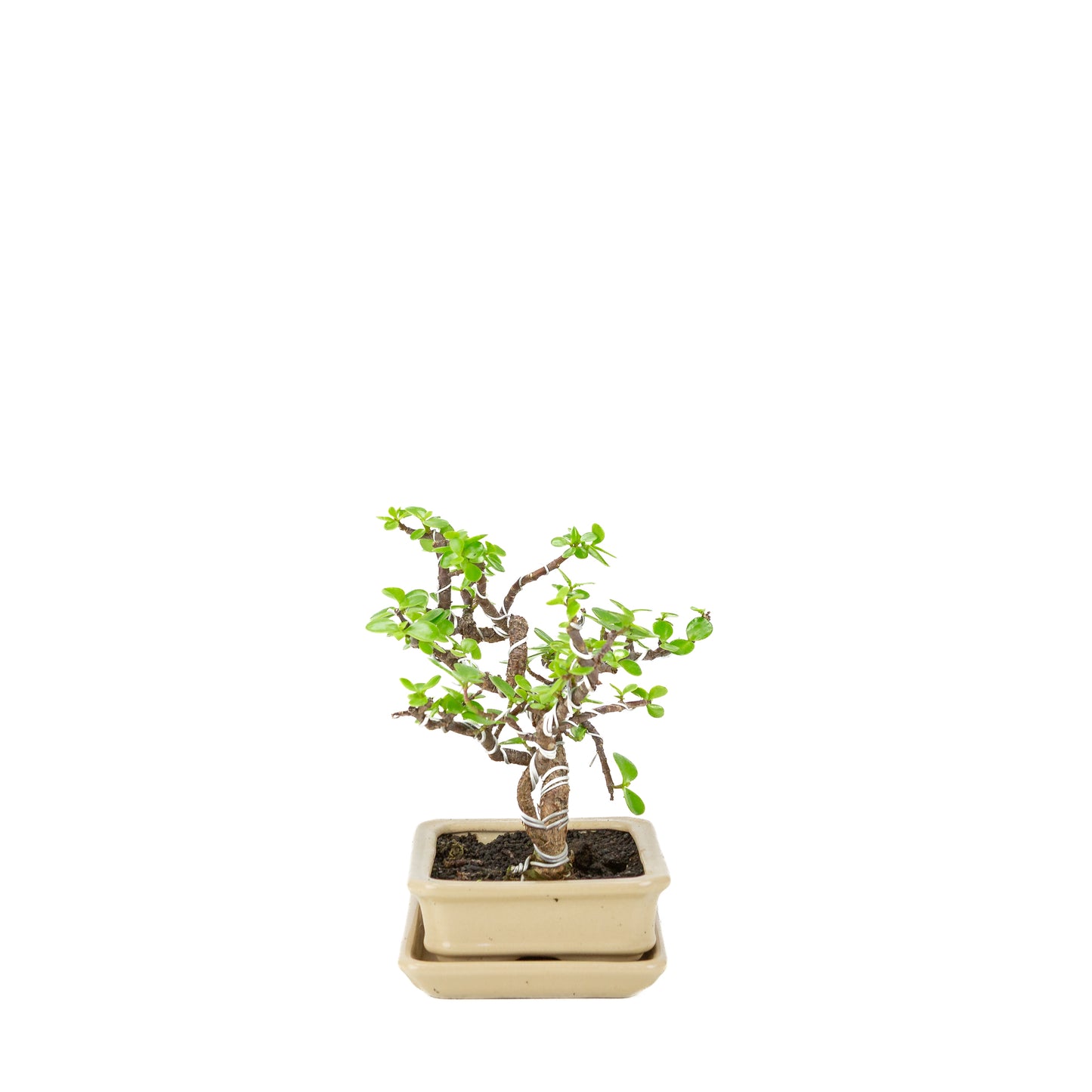 Portulacaria afra (Spekboom) Bonsai in crème rechthoekige pot, hoogte ~22cm
