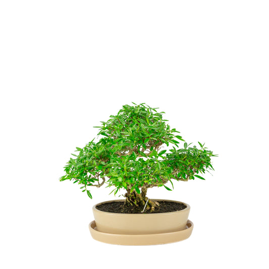Serissa foetida (Baum der Tausend Sterne) Bonsai in creme-ovalem Topf, Höhe ~28cm