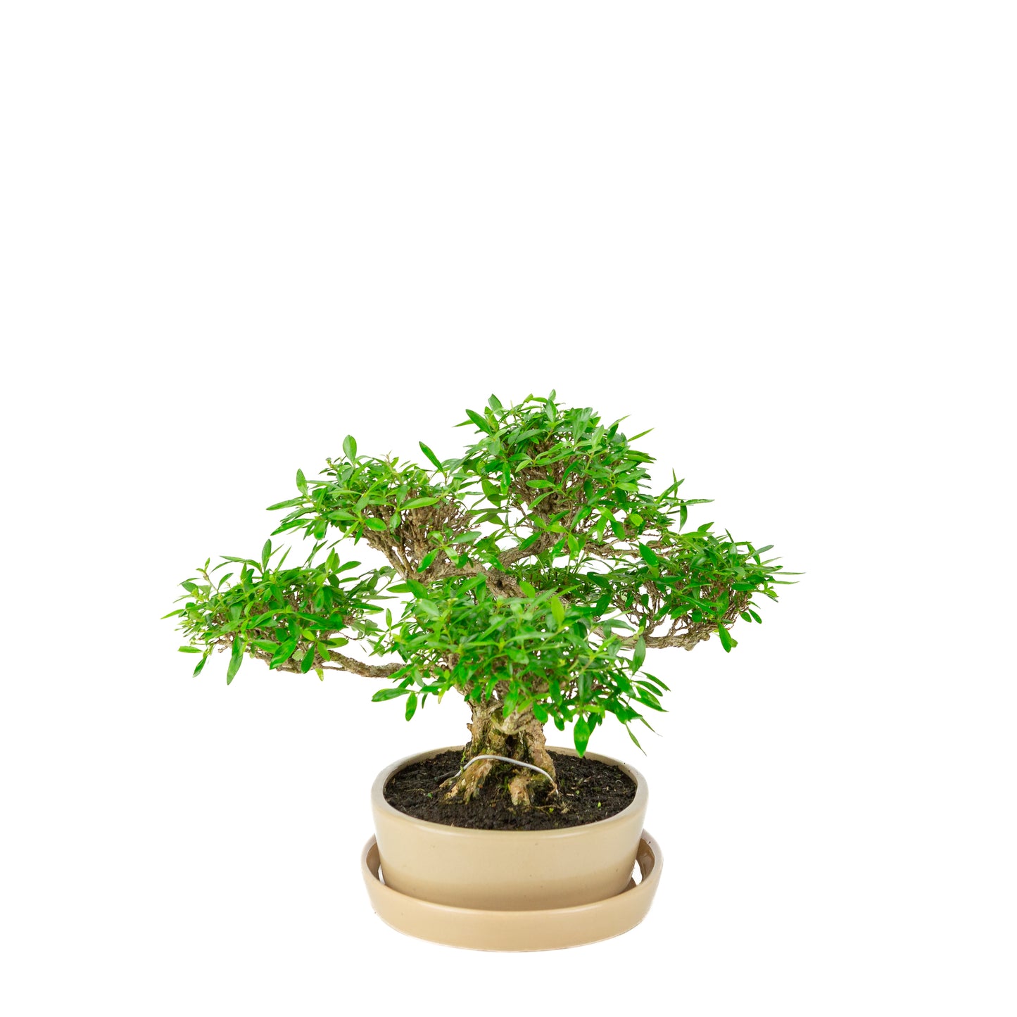 Serissa foetida (Boom van Duizend Sterren) Bonsai in crème ovale pot, hoogte ~28cm