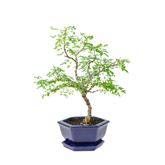 Vachellia nilotica Bonsai (Schirmakazie) im blauen sechseckigen Topf, Höhe ~43cm