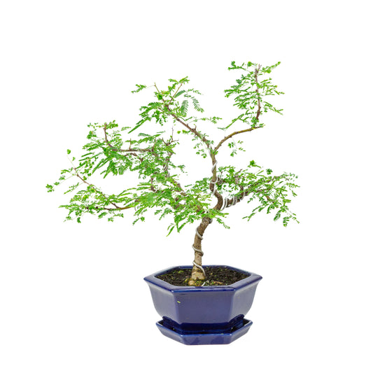 Vachellia nilotica Bonsai (Schirmakazie) im blauen sechseckigen Topf, Höhe ~43cm