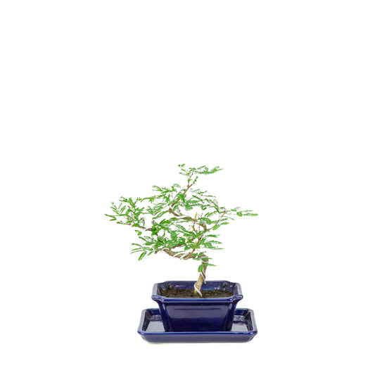 Vachellia nilotica Bonsai (Schirmakazie) in blauem, rechteckigem Topf, Höhe ~25cm