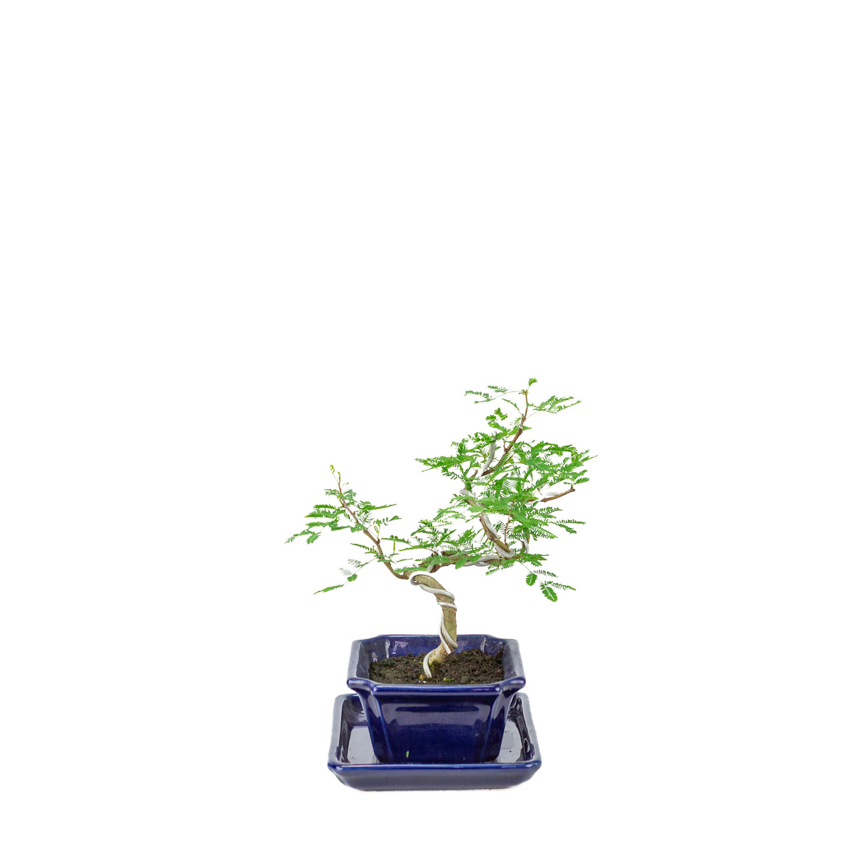 Vachellia nilotica Bonsai (Godendoring) in blauwe rechthoekige pot, hoogte ~25cm