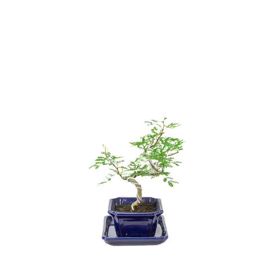 Vachellia nilotica Bonsai (Schirmakazie) in blauem, rechteckigem Topf, Höhe ~25cm