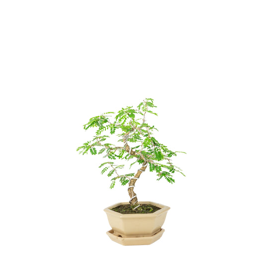 Sesbania Bonsai in cremefarbenem sechseckigem Topf, Höhe ~32cm