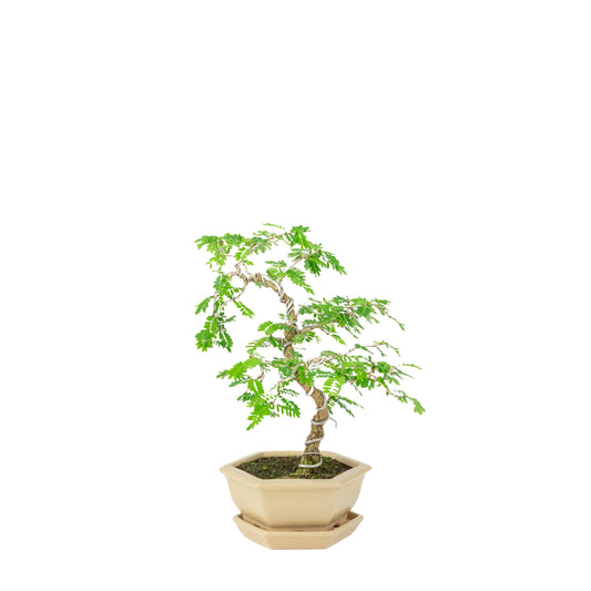 Sesbania Bonsai in cremefarbenem sechseckigem Topf, Höhe ~32cm
