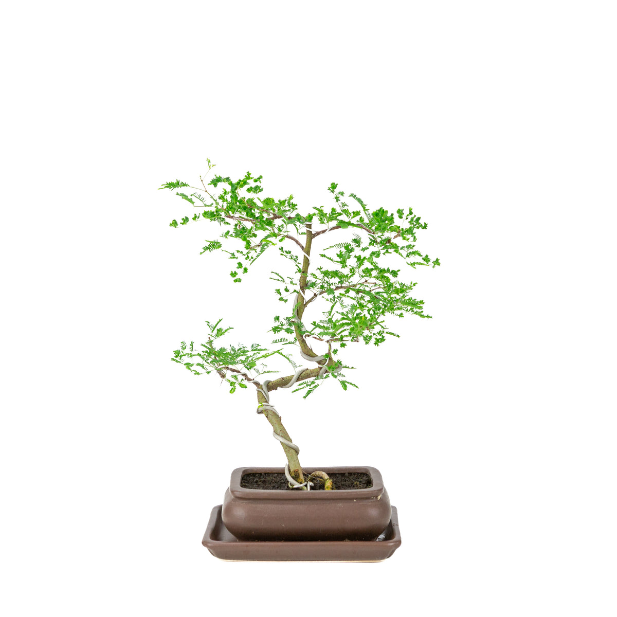 Vachellia nilotica Bonsai (Godendoring) in bruine rechthoekige pot, hoogte ~37cm