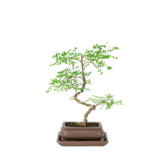 Vachellia nilotica Bonsai (Godendoring) im braunen rechteckigen Topf, Höhe ~37cm