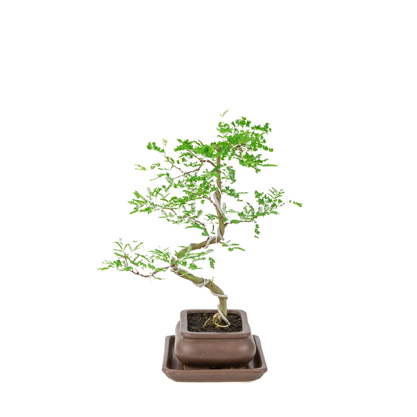 Vachellia nilotica Bonsai (Godendoring) in bruine rechthoekige pot, hoogte ~37cm