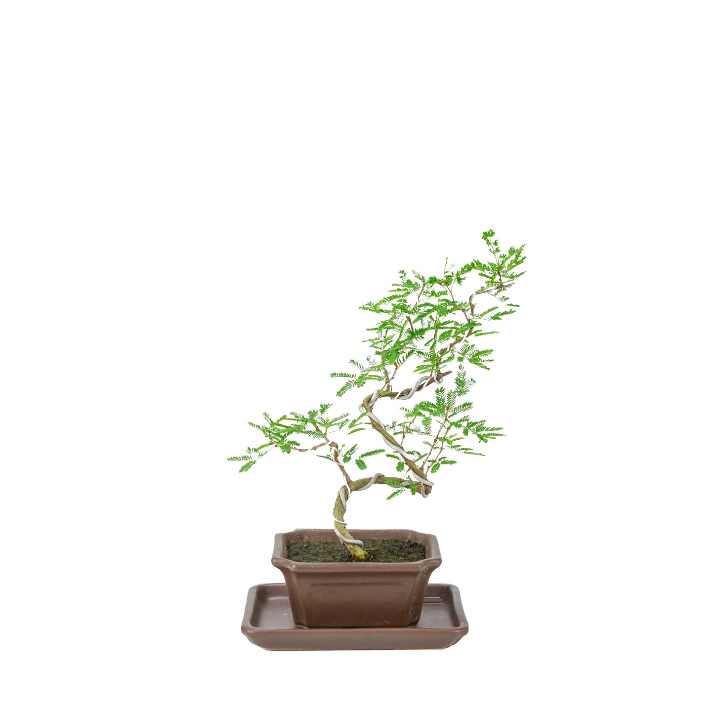 Vachellia nilotica Bonsai (Godendoring) in bruine rechthoekige pot, hoogte ~28cm