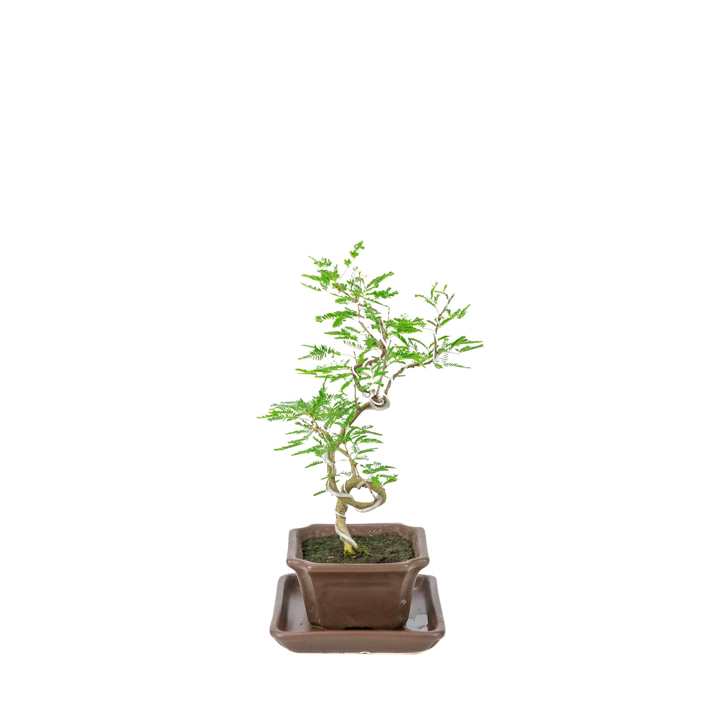 Vachellia nilotica Bonsai (Godendoring) in bruine rechthoekige pot, hoogte ~28cm