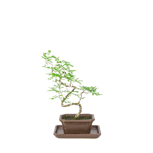 Vachellia nilotica Bonsai (Schirmakazie) in braunem rechteckigen Topf, Höhe ~28cm