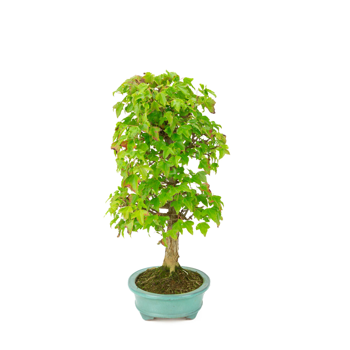 Acer buergerianum (Dreispitzahorn) grüner ovaler Topf, Höhe ~40 cm