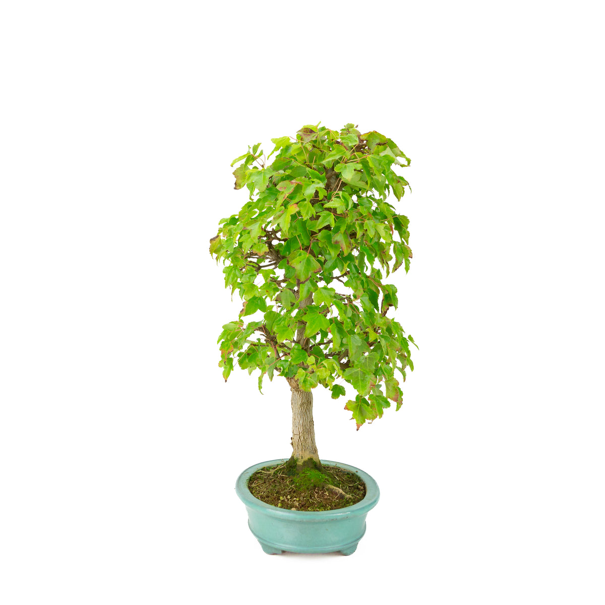 Acer buergerianum (Dreispitzahorn) grüner ovaler Topf, Höhe ~40 cm