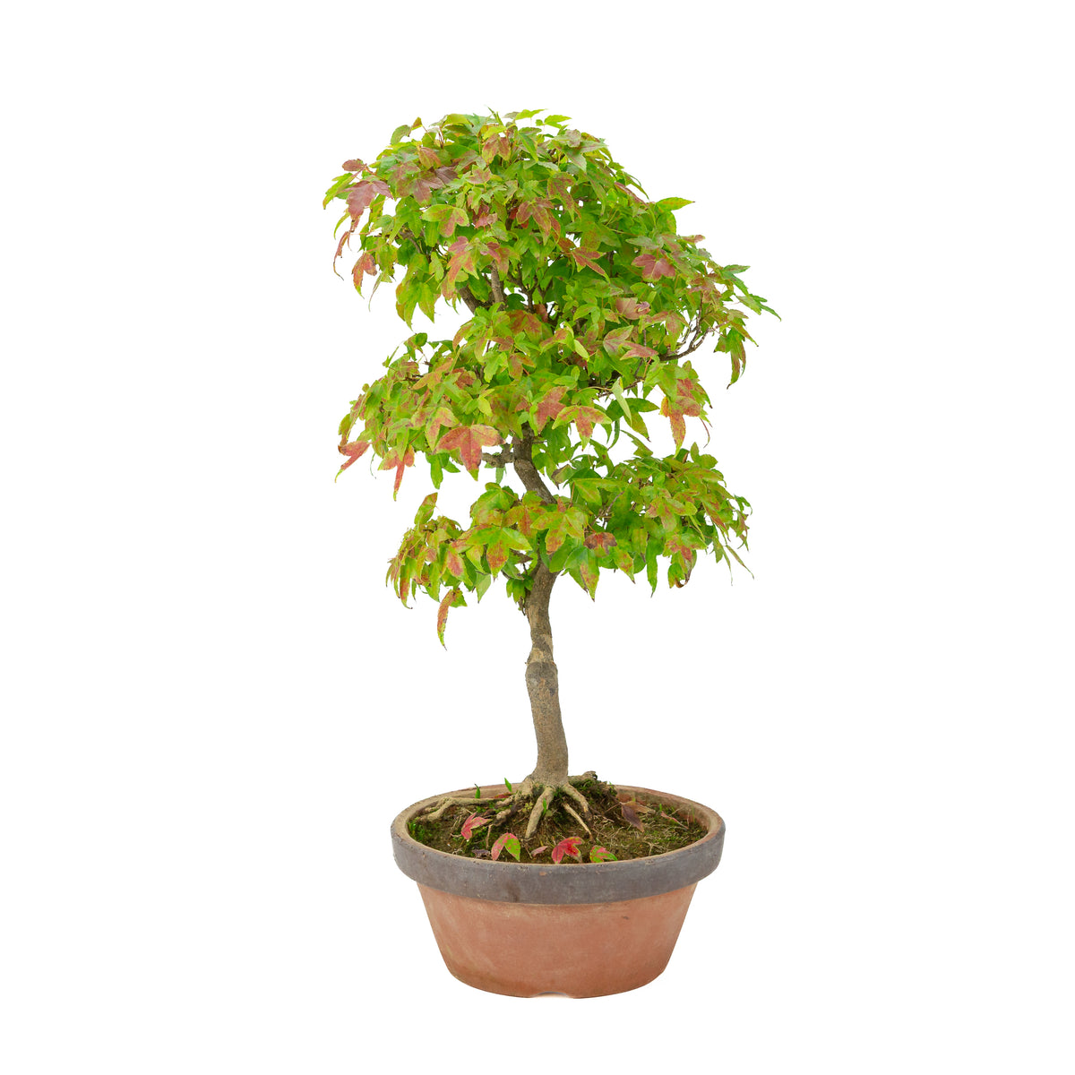 Acer buergerianum (Dreispitz-Ahorn) Terracottatopf, Höhe ~46 cm