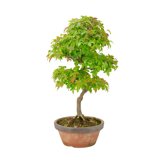 Acer buergerianum (Dreispitz-Ahorn) Terracottatopf, Höhe ~46 cm