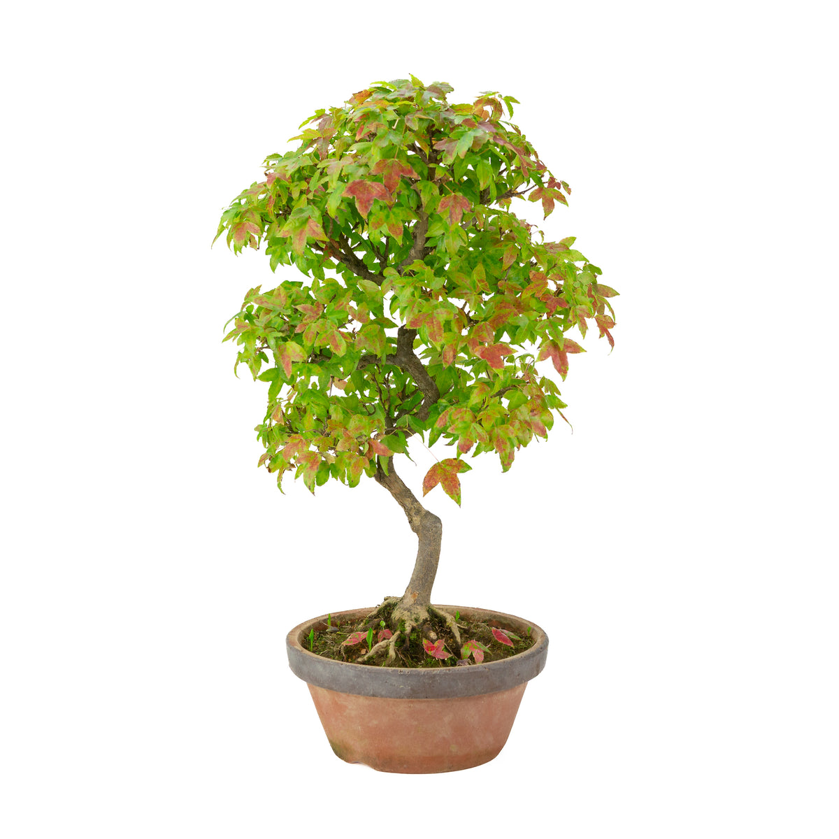 Acer buergerianum (Dreispitz-Ahorn) Terracottatopf, Höhe ~46 cm