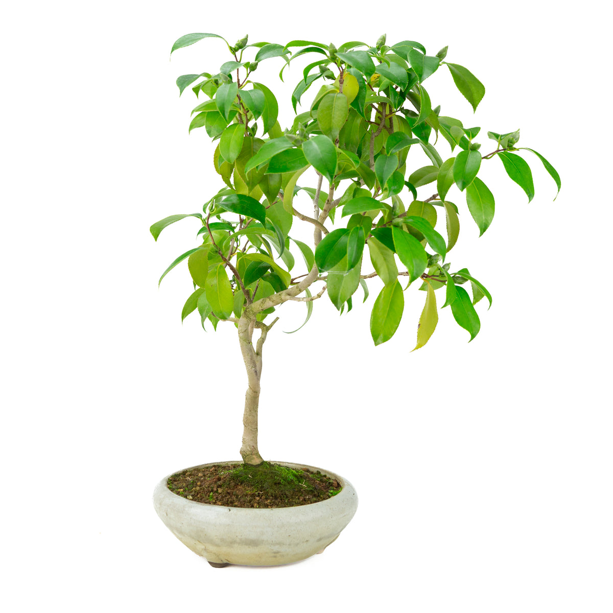 Camellia japonica (Japanische Kamelie) im cremefarbenen runden Topf, Höhe ~49 cm