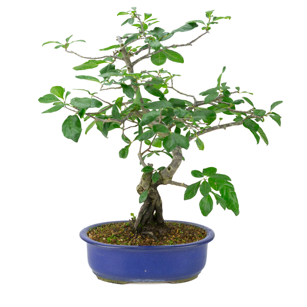 Diospyros kaki (Kakibaum) blauer Ovaltopf, Höhe ~51 cm