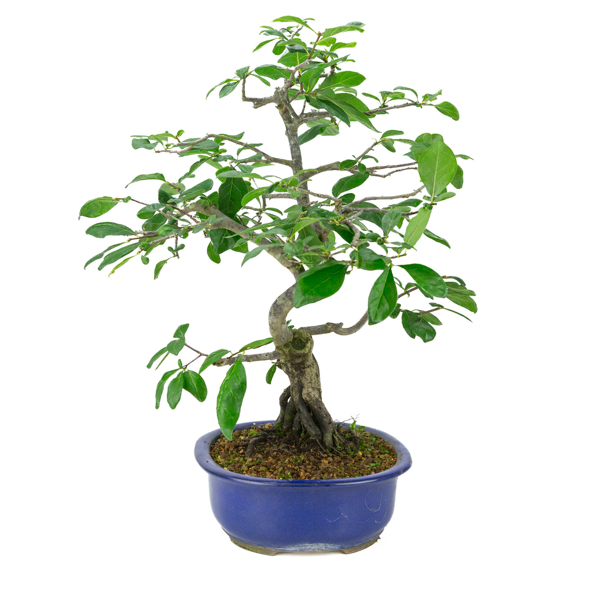 Diospyros kaki (Kakibaum) blauer Ovaltopf, Höhe ~51 cm