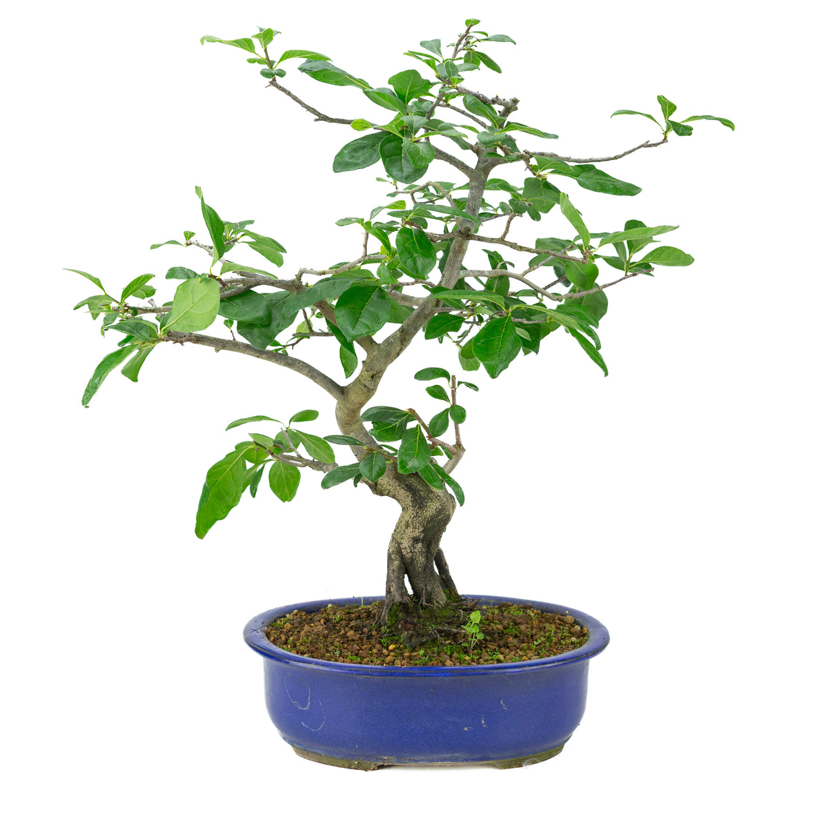 Diospyros kaki (Kakibaum) blauer Ovaltopf, Höhe ~51 cm