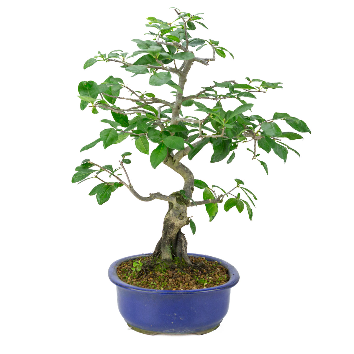 Diospyros kaki (Kakibaum) blauer Ovaltopf, Höhe ~51 cm