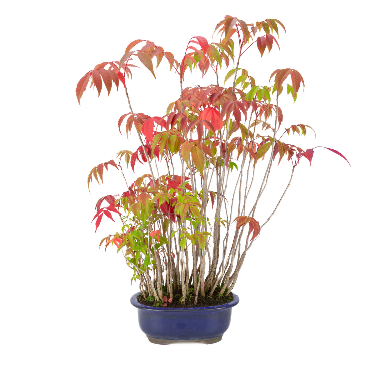Rhus succedanea (Japanischer Wachsbaum) blauer Ovaltopf, Höhe ~47cm