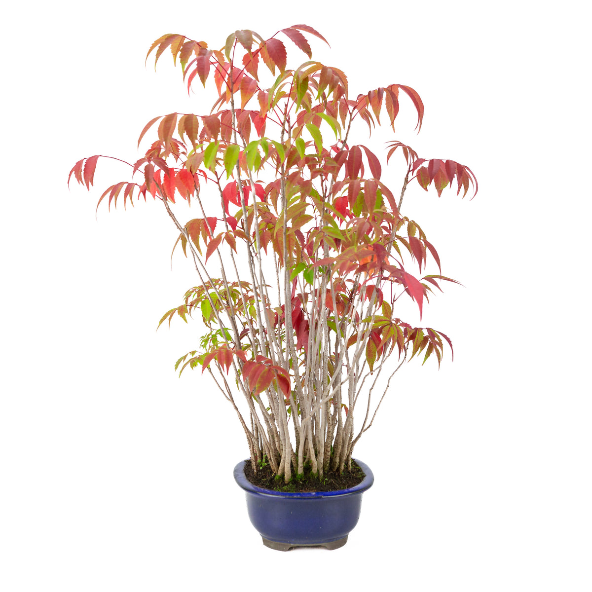 Rhus succedanea (Japanischer Wachsbaum) blauer Ovaltopf, Höhe ~47cm