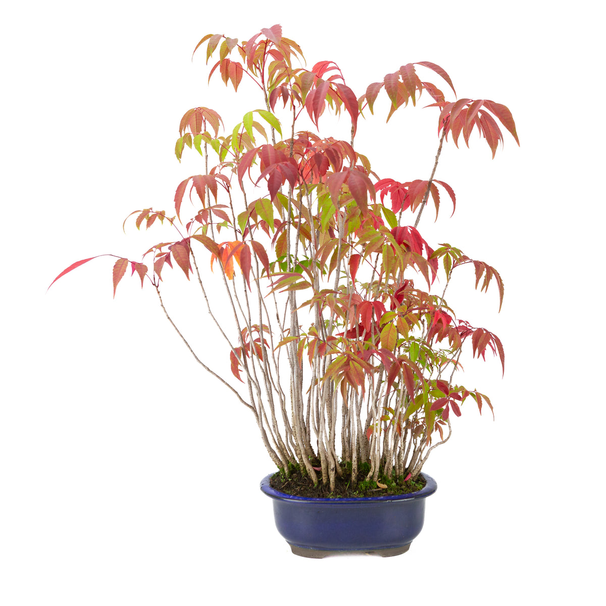 Rhus succedanea (Japanischer Wachsbaum) blauer Ovaltopf, Höhe ~47cm
