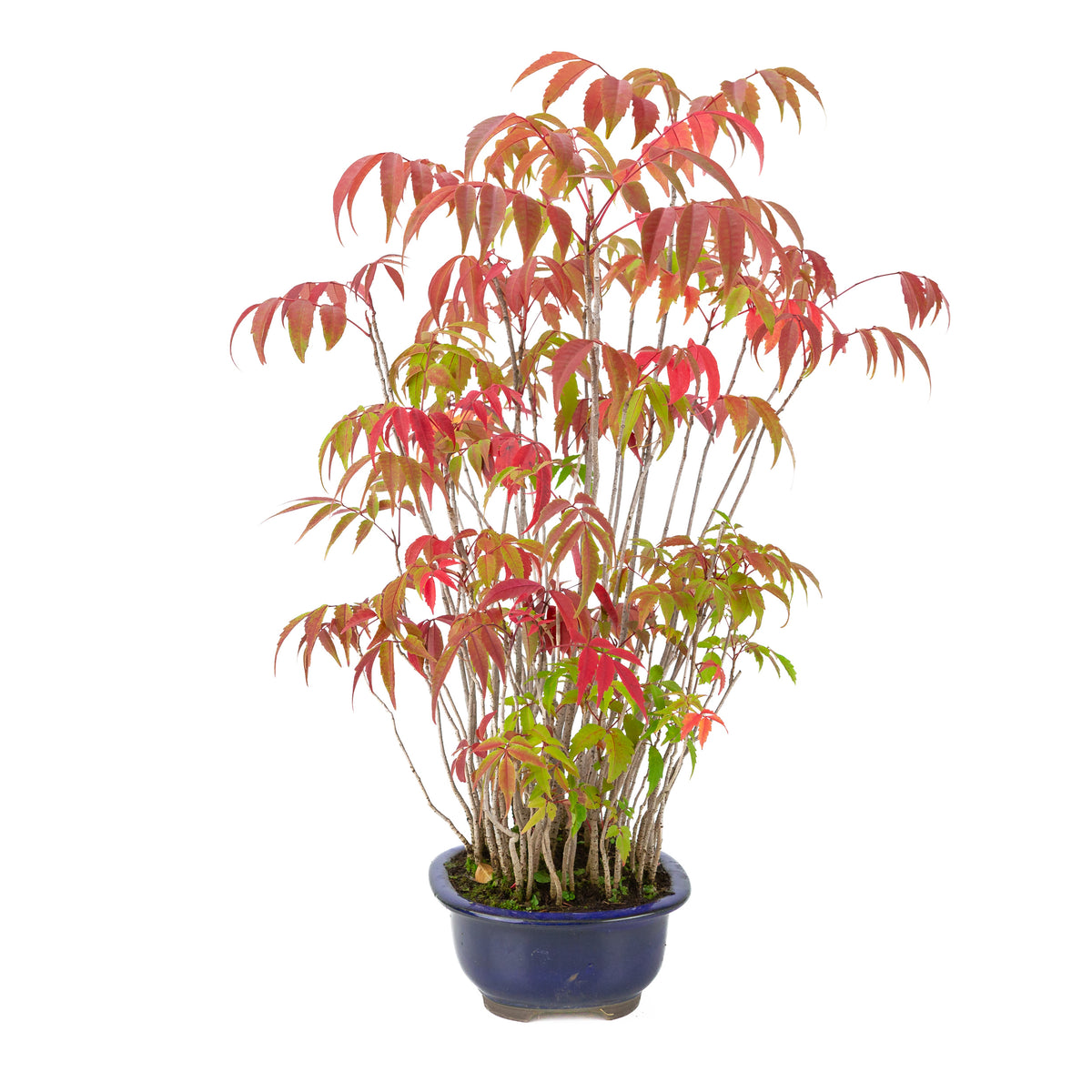 Rhus succedanea (Japanischer Wachsbaum) blauer Ovaltopf, Höhe ~47cm