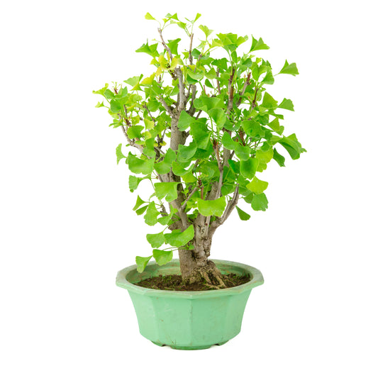 Ginkgo biloba (Ginkgobaum) im grünen Kunststofftopf, Höhe ~50 cm