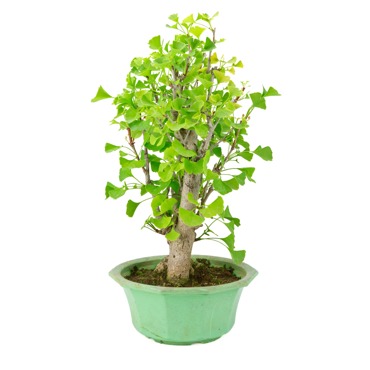 Ginkgo biloba (Ginkgobaum) im grünen Kunststofftopf, Höhe ~50 cm