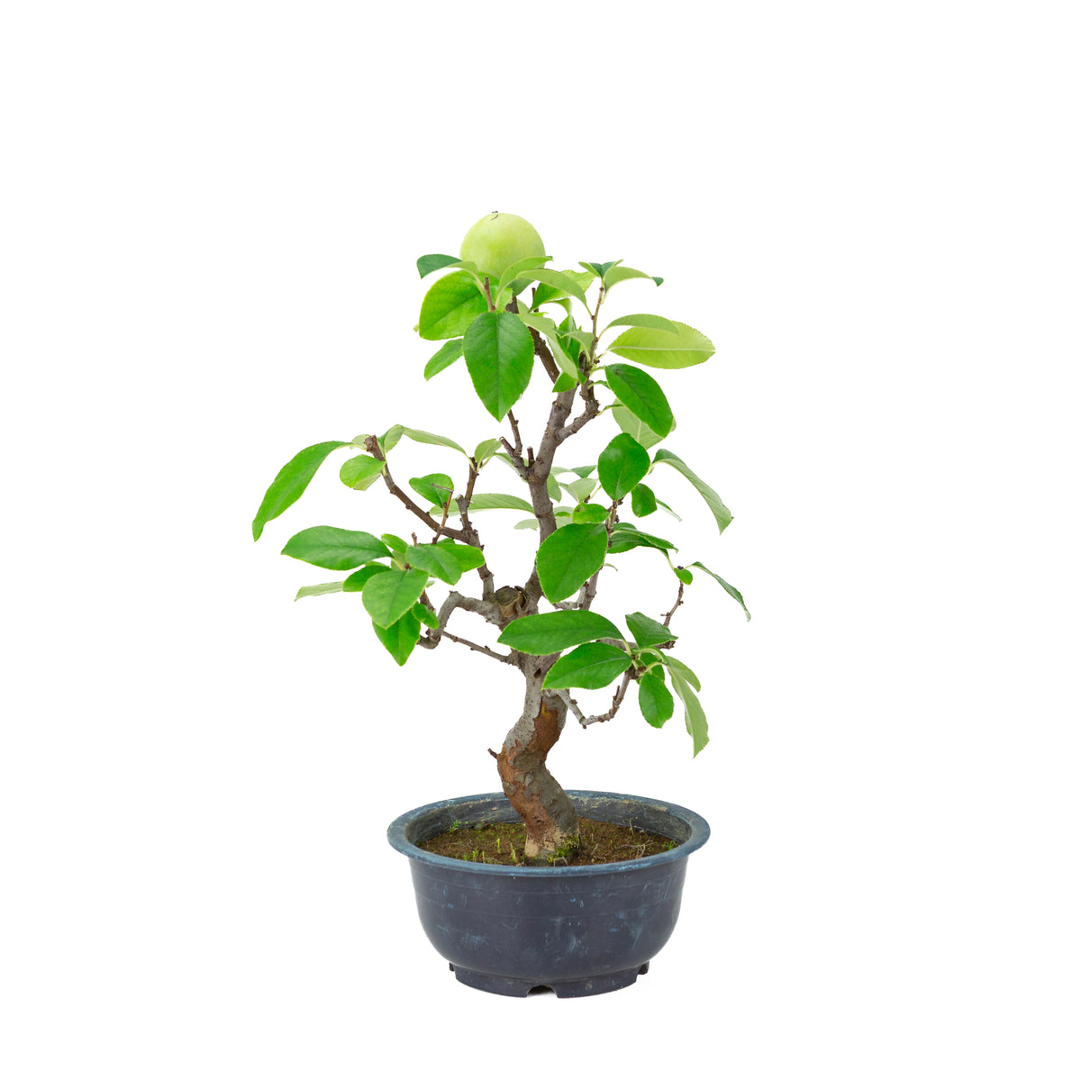 Chaenomeles sinensis (Chinesische Quitte) blauer Kunststofftopf, Höhe ~39 cm