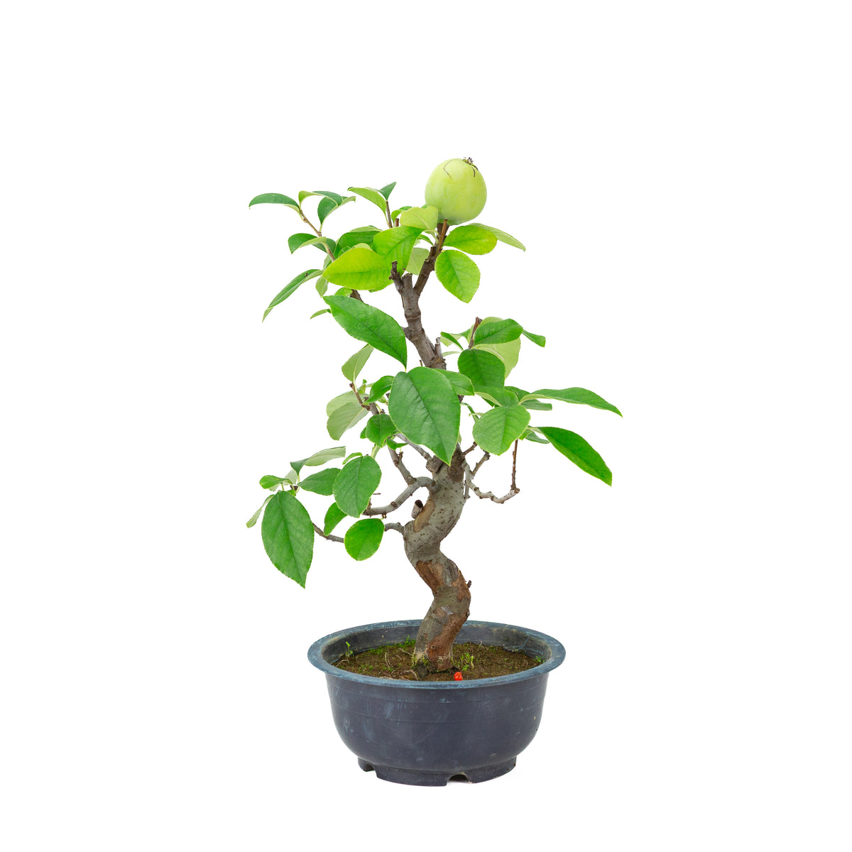 Chaenomeles sinensis (Chinesische Quitte) blauer Kunststofftopf, Höhe ~39 cm