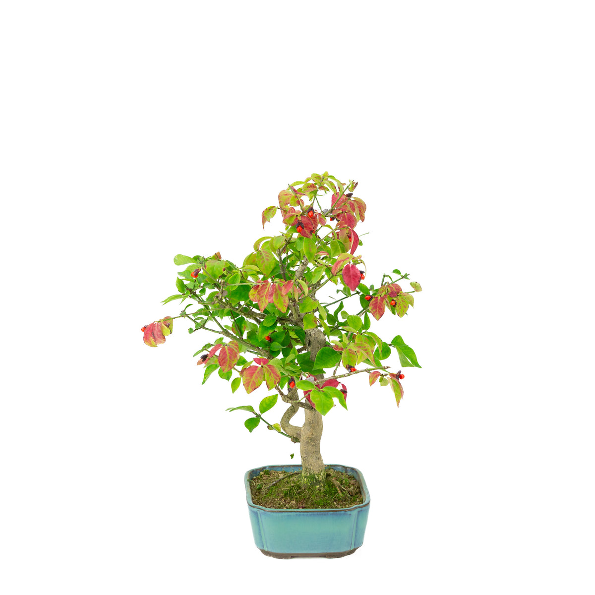 Euonymus alatus (Flügel-Spindelstrauch) blauer rechteckiger Topf, Höhe ~34cm