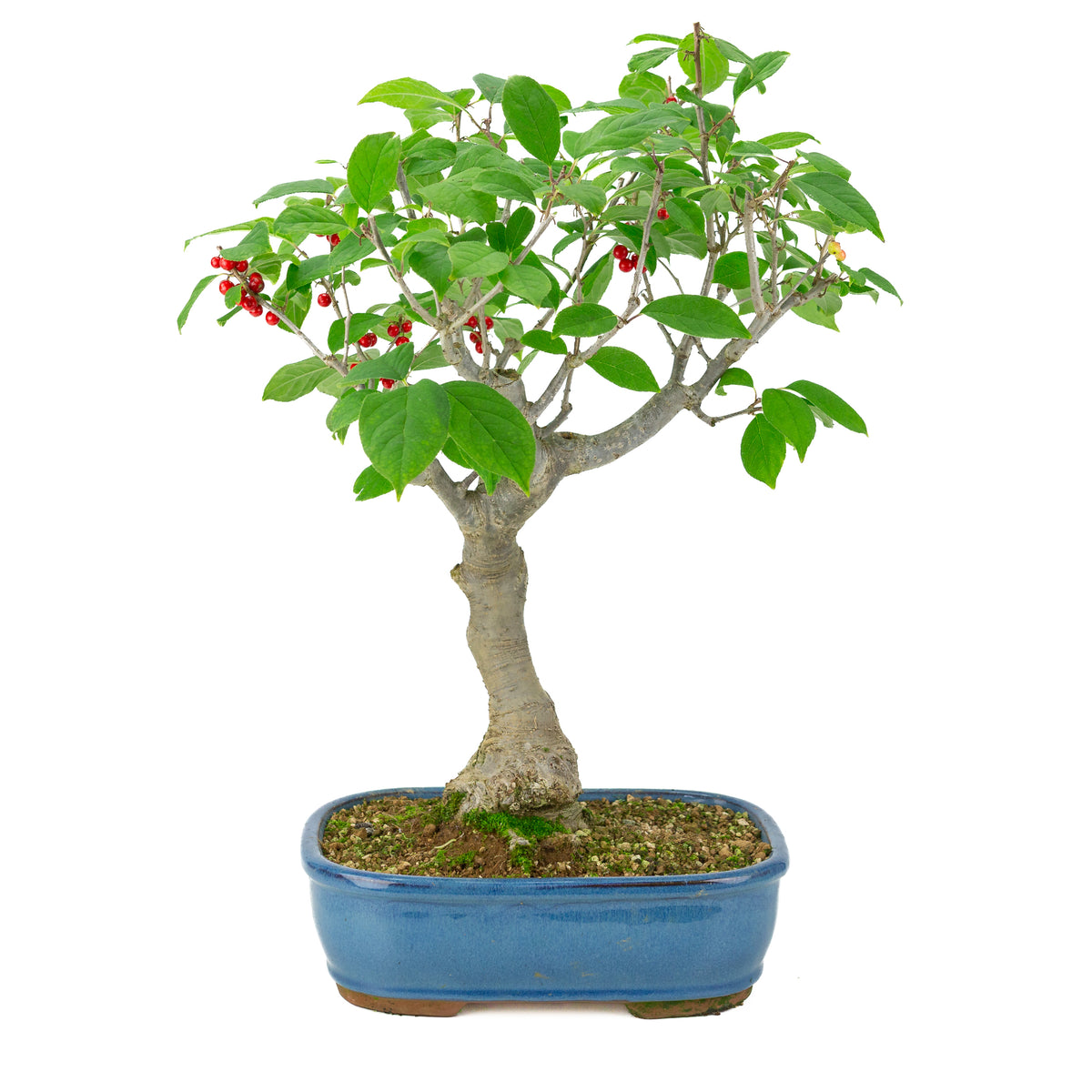 Ilex serrata blauer rechteckiger Topf, Höhe ~50cm