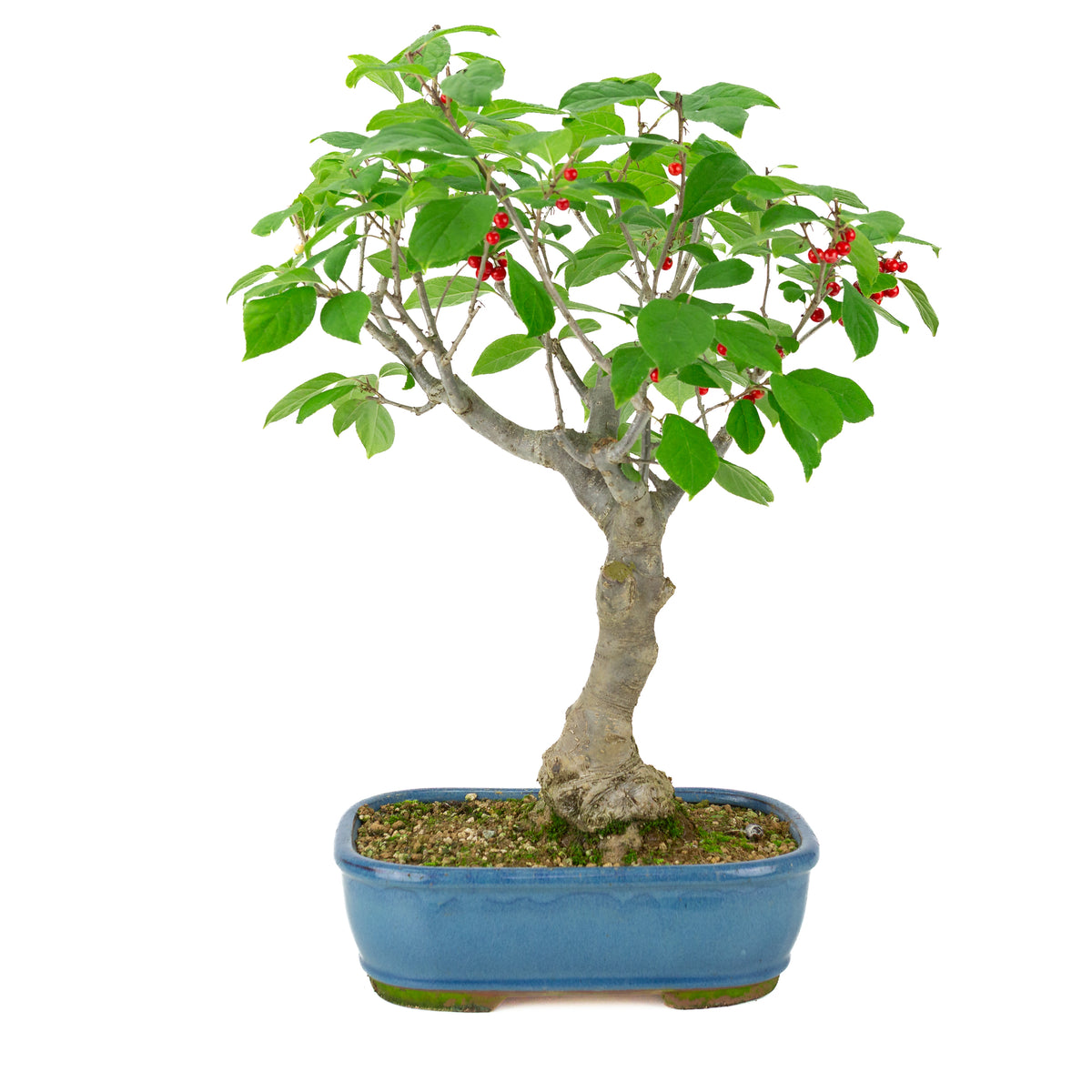Ilex serrata blauer rechteckiger Topf, Höhe ~50cm