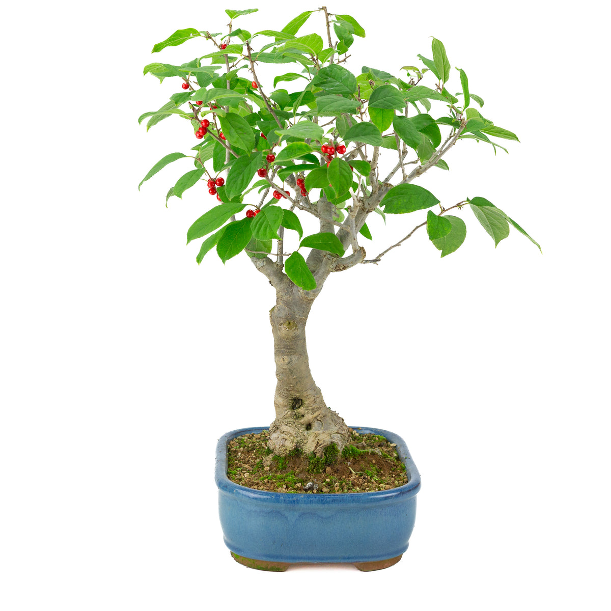 Ilex serrata blauer rechteckiger Topf, Höhe ~50cm