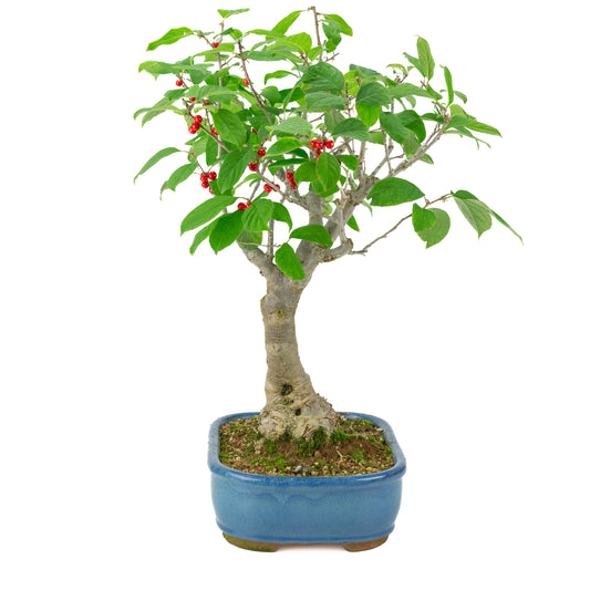 Ilex serrata blauer rechteckiger Topf, Höhe ~50cm