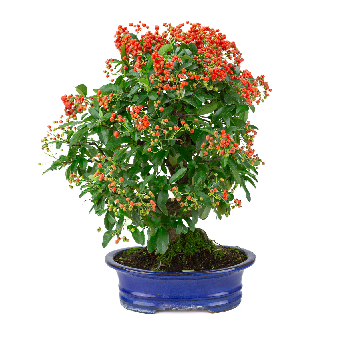 Pyracantha angustifolia (Feuerdorn) blauer ovaler Topf, Höhe ca. 48cm