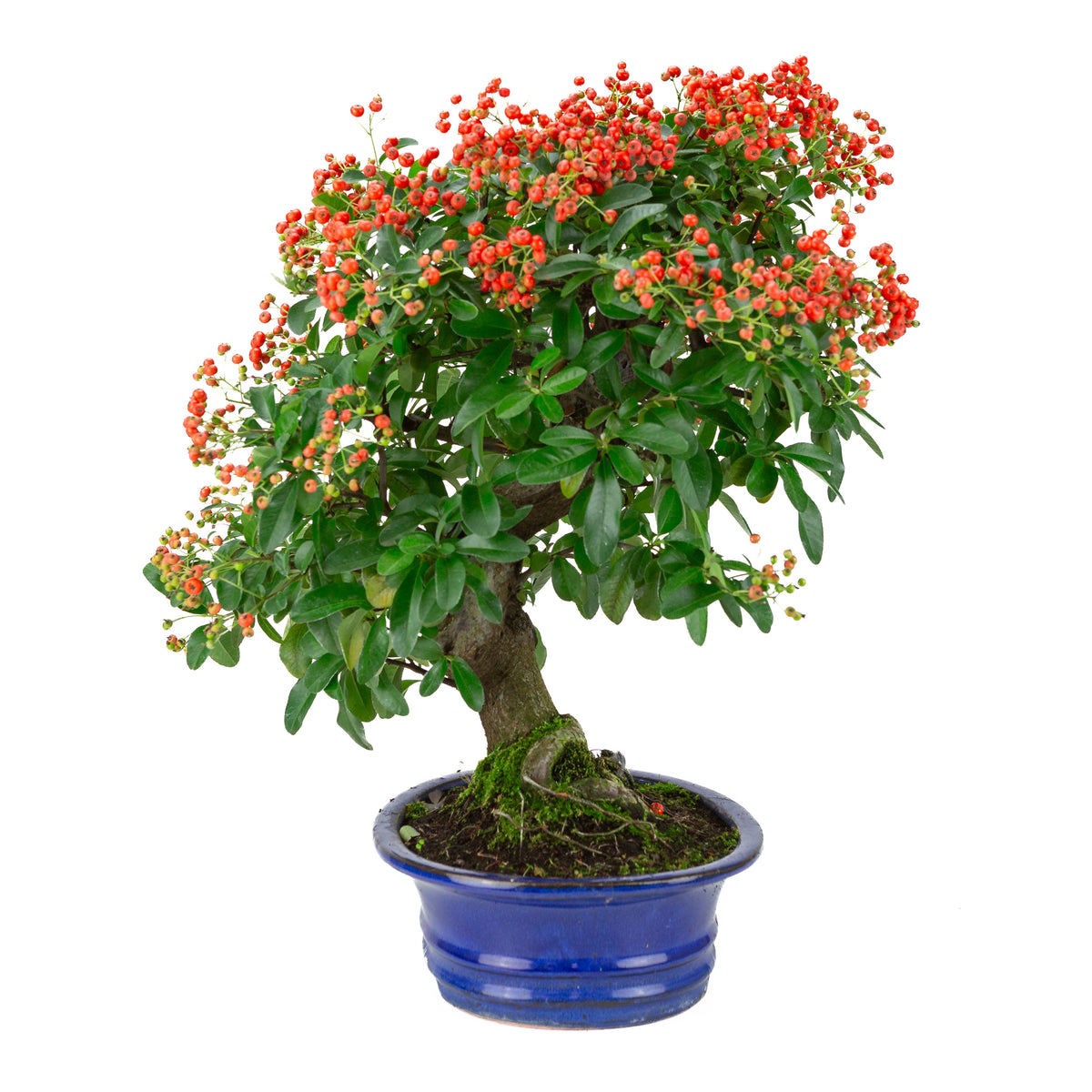Pyracantha angustifolia (Feuerdorn) blauer ovaler Topf, Höhe ca. 48cm