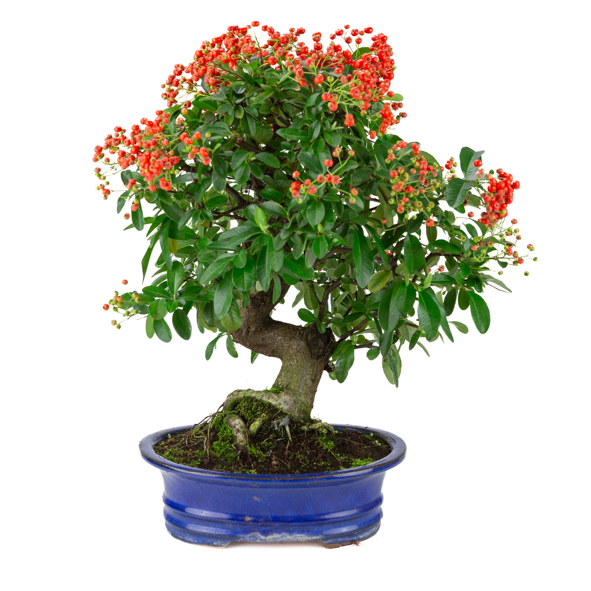 Pyracantha angustifolia (Feuerdorn) blauer ovaler Topf, Höhe ca. 48cm