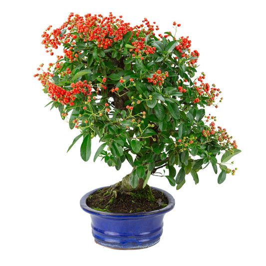 Pyracantha angustifolia (Feuerdorn) blauer ovaler Topf, Höhe ca. 48cm