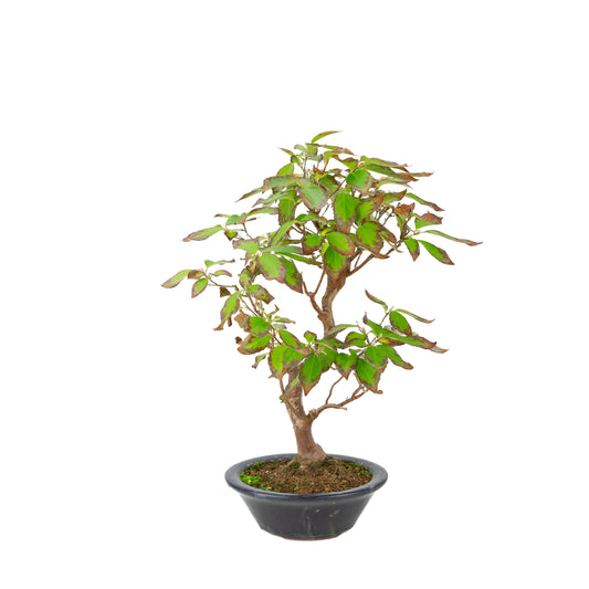 Stewartia monadelpha (Scheinkamelie) dunkelblauer Rundtopf, Höhe ca. 37 cm